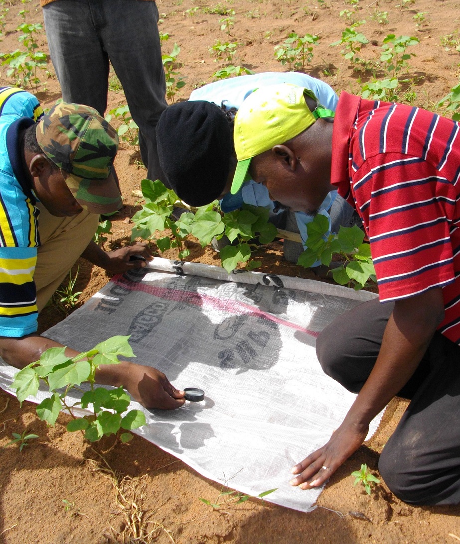 Agroecology in Benin Agroecology in Benin - Cotton Farming