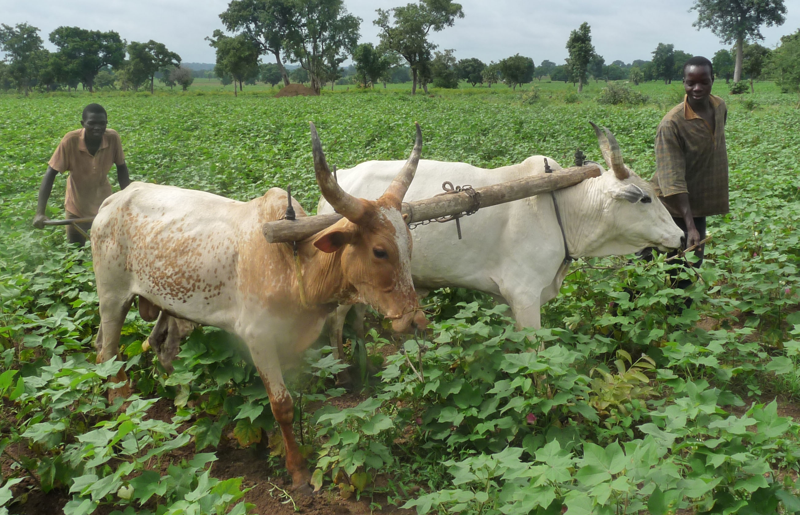 Cotton Farmers Plowing with Cows Cotton Farmers Plowing with Cows