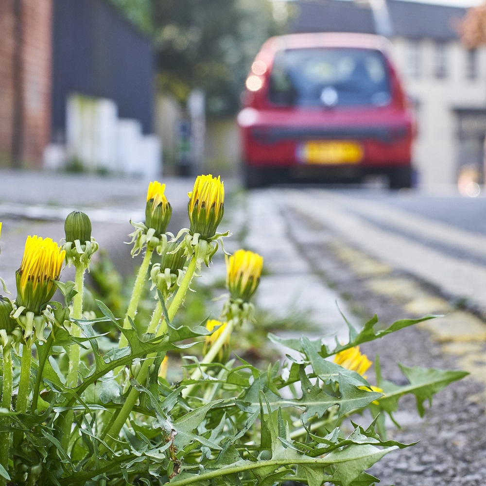 Dandelions are an excellent food source for pollinators Dandelions are a food source for pollinators