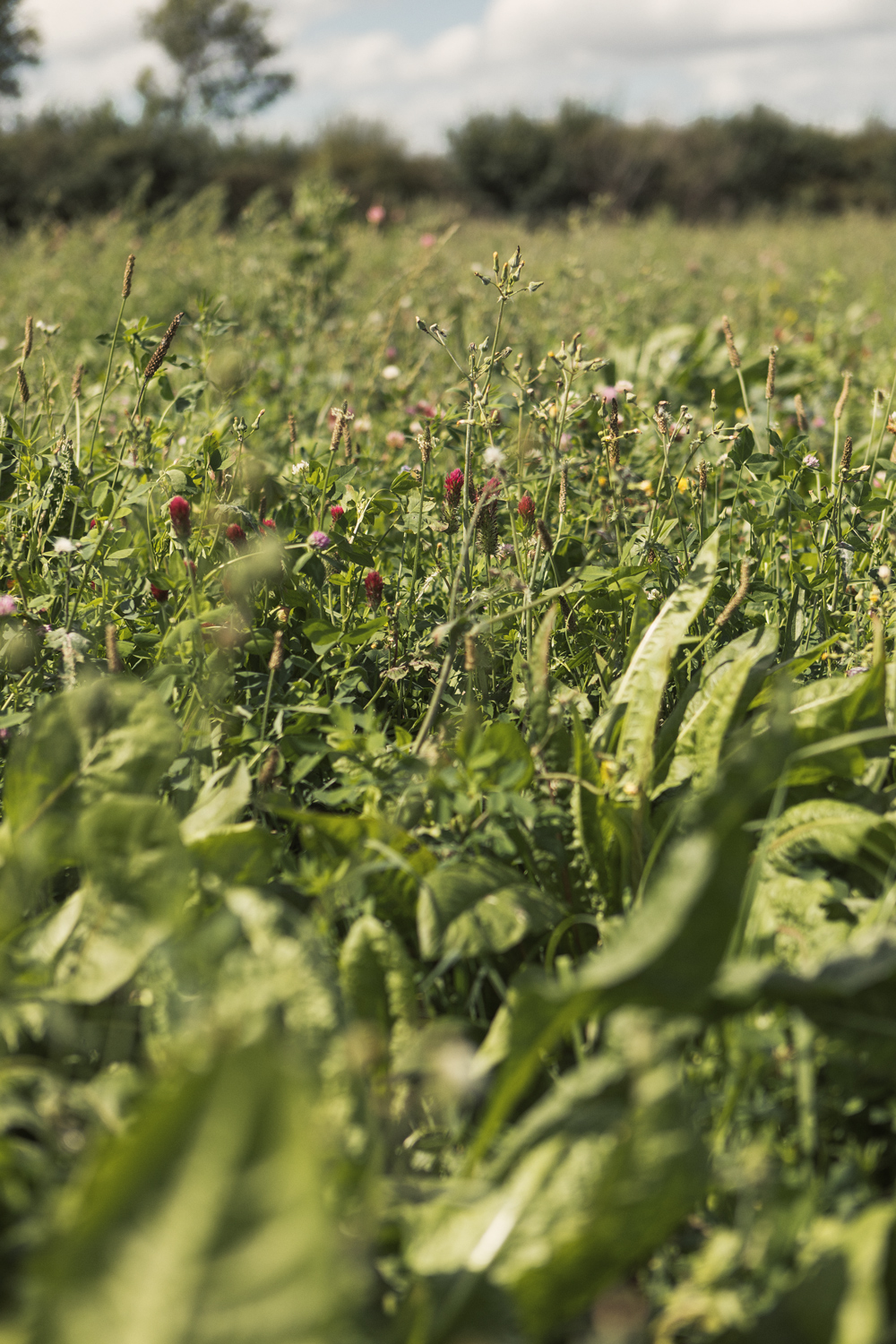 Herbal leys on George Youngs Farm