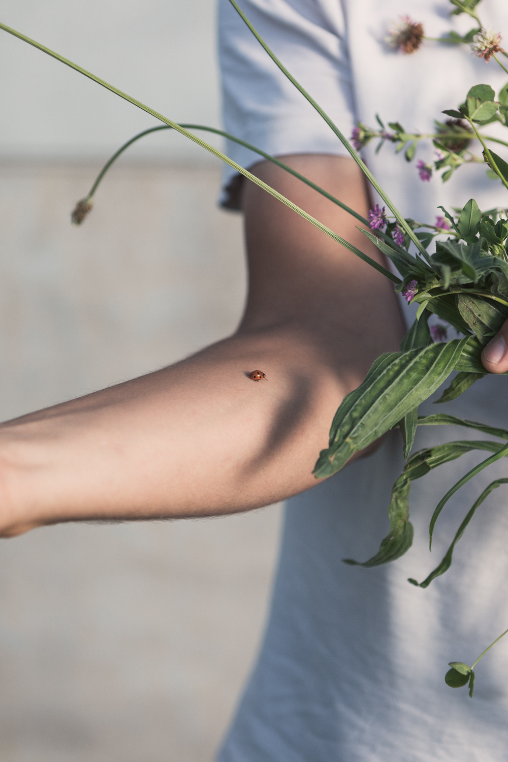 Creating a mosaic of different crops should encourage beneficial insects