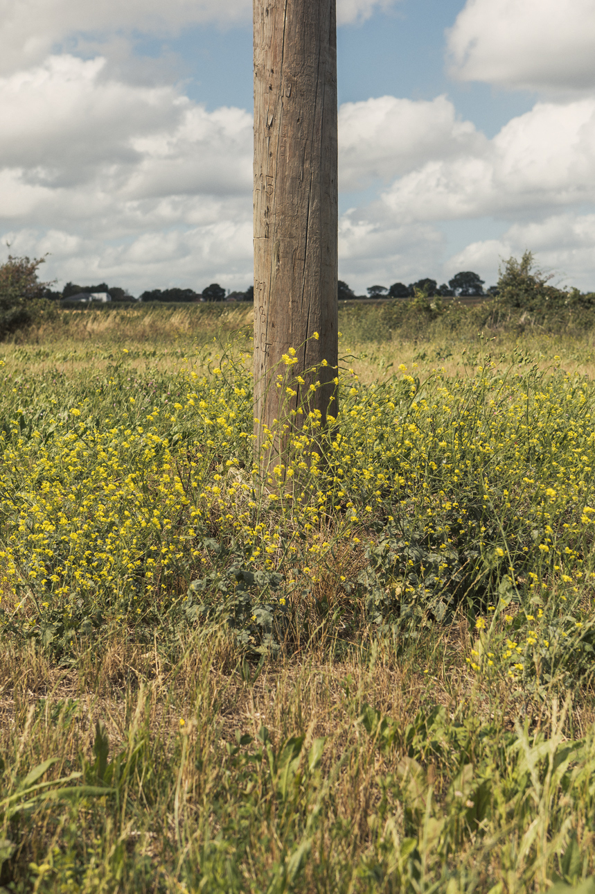 Creating a mosaic of different crops should encourage beneficial insects