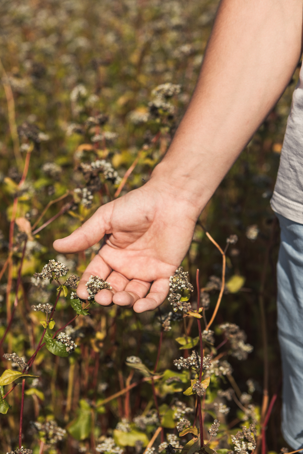 George grows buckwheat on his farm