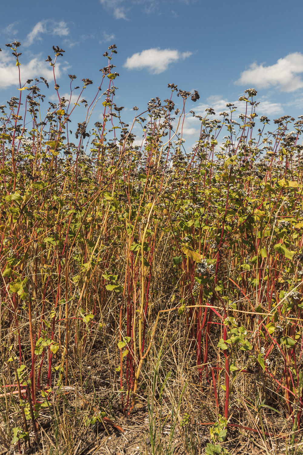 George grows buckwheat on his farm