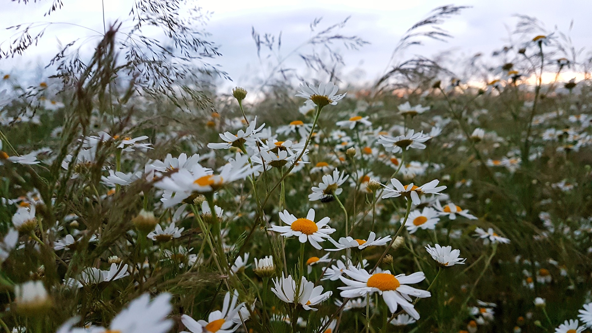 Environment Bill - We are pushing for the UK to adopt an ambitious pesticide reduction target