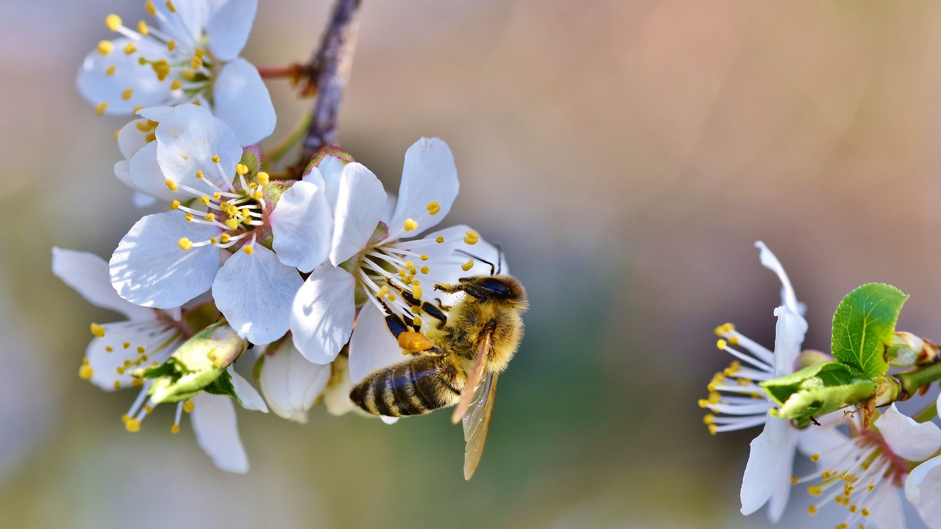 Agriculture Bill - farmers using minimal pesticides should receive more support