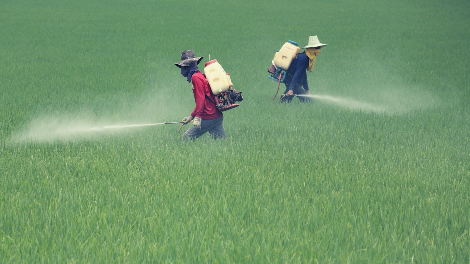 44% of farmers poisoned by pesticides each year globally