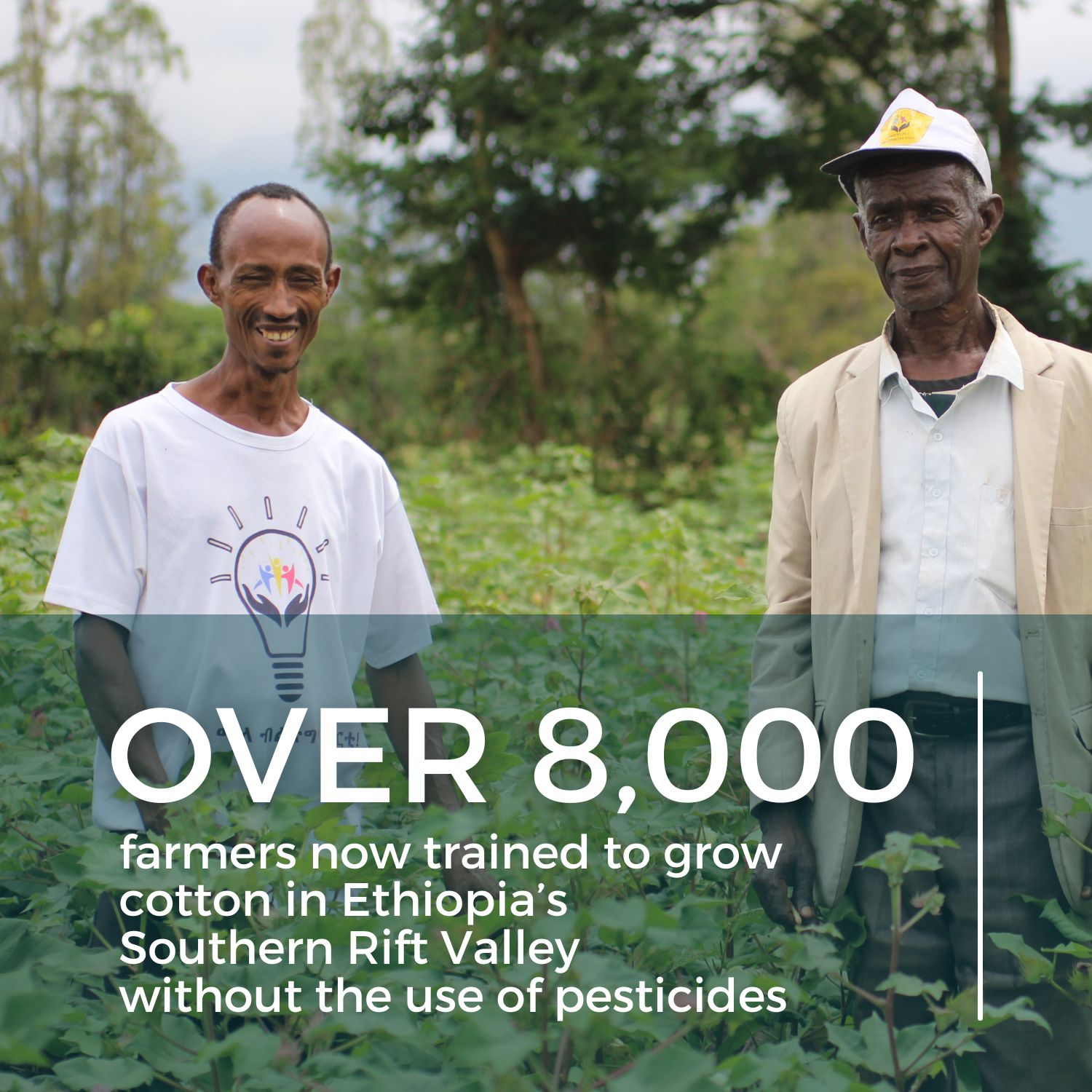 Over 8,000 farmers trained to grow cotton in Ethiopia's Southern Rift Valley without the use of pesticides