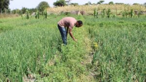 Over 230 Indian cotton farmers training on agroecological farming principles