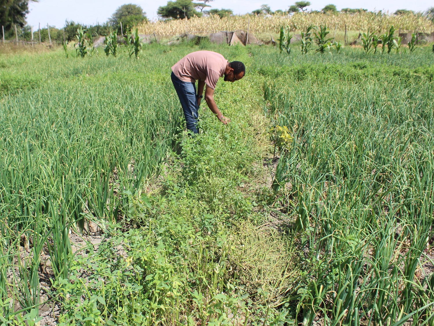 Alfalfa strips between onion in host farmer IPM plot