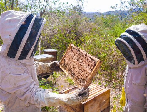 Pesticides are tested on honey bees, but where does that leave our other pollinators?