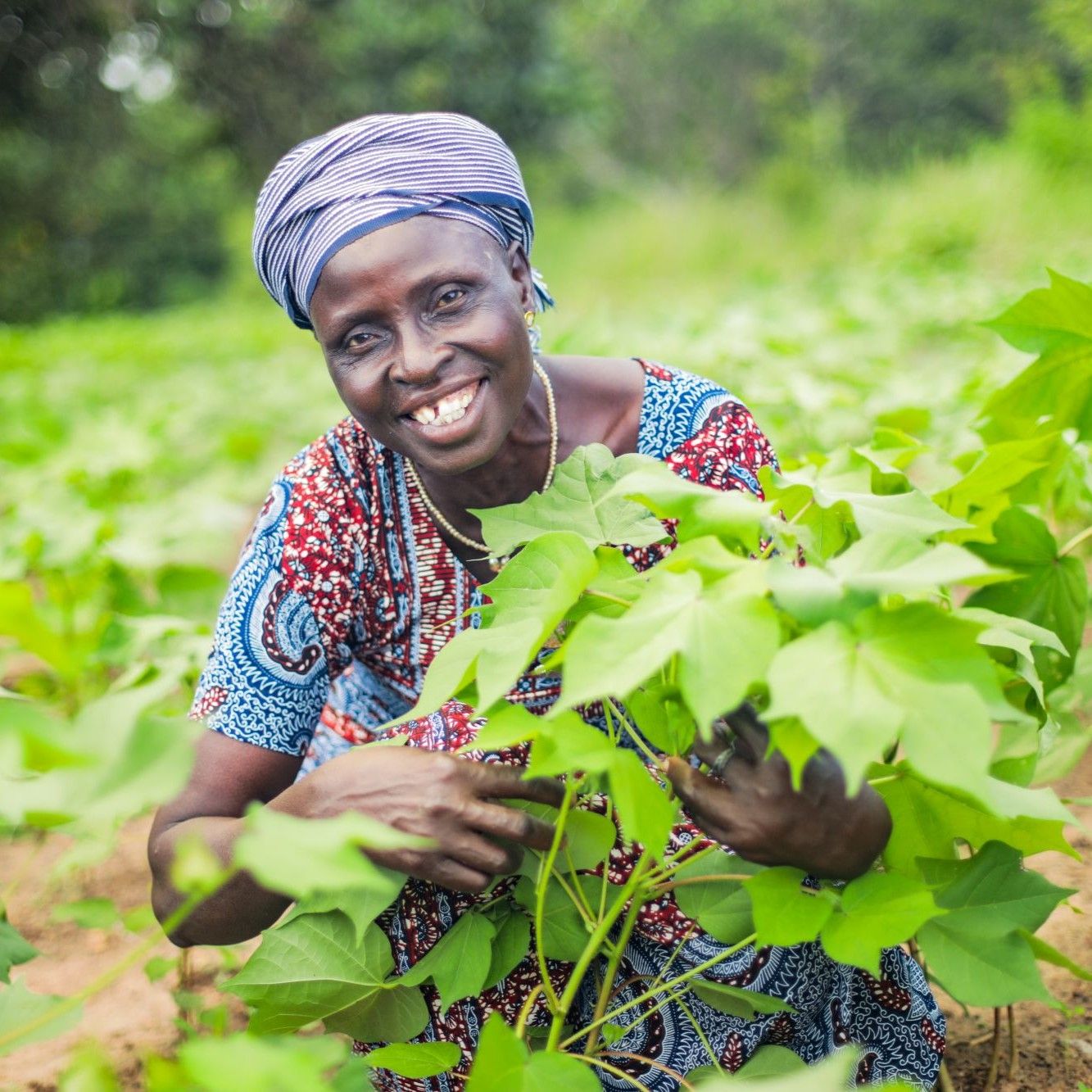 Alougba – Case Study Benin Alougba, a smallholder organic cotton farmer in Benin
