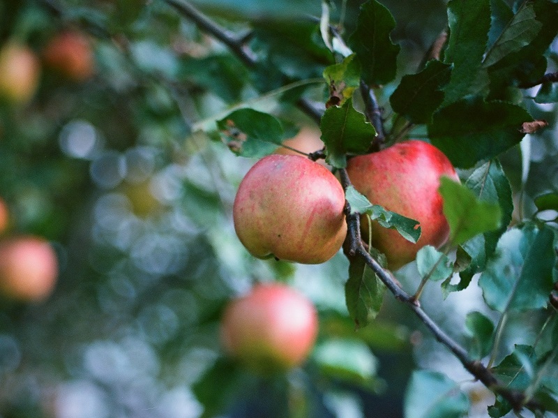 Glyphosate is found on apples - Dirty Dozen