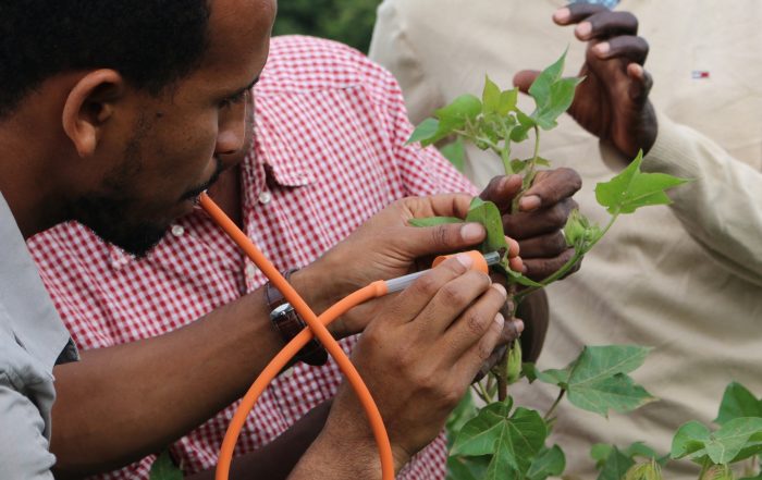 Atalo Belay, PAN Ethiopia, monitoring pest numbers in a cotton field. Credit PAN UK.