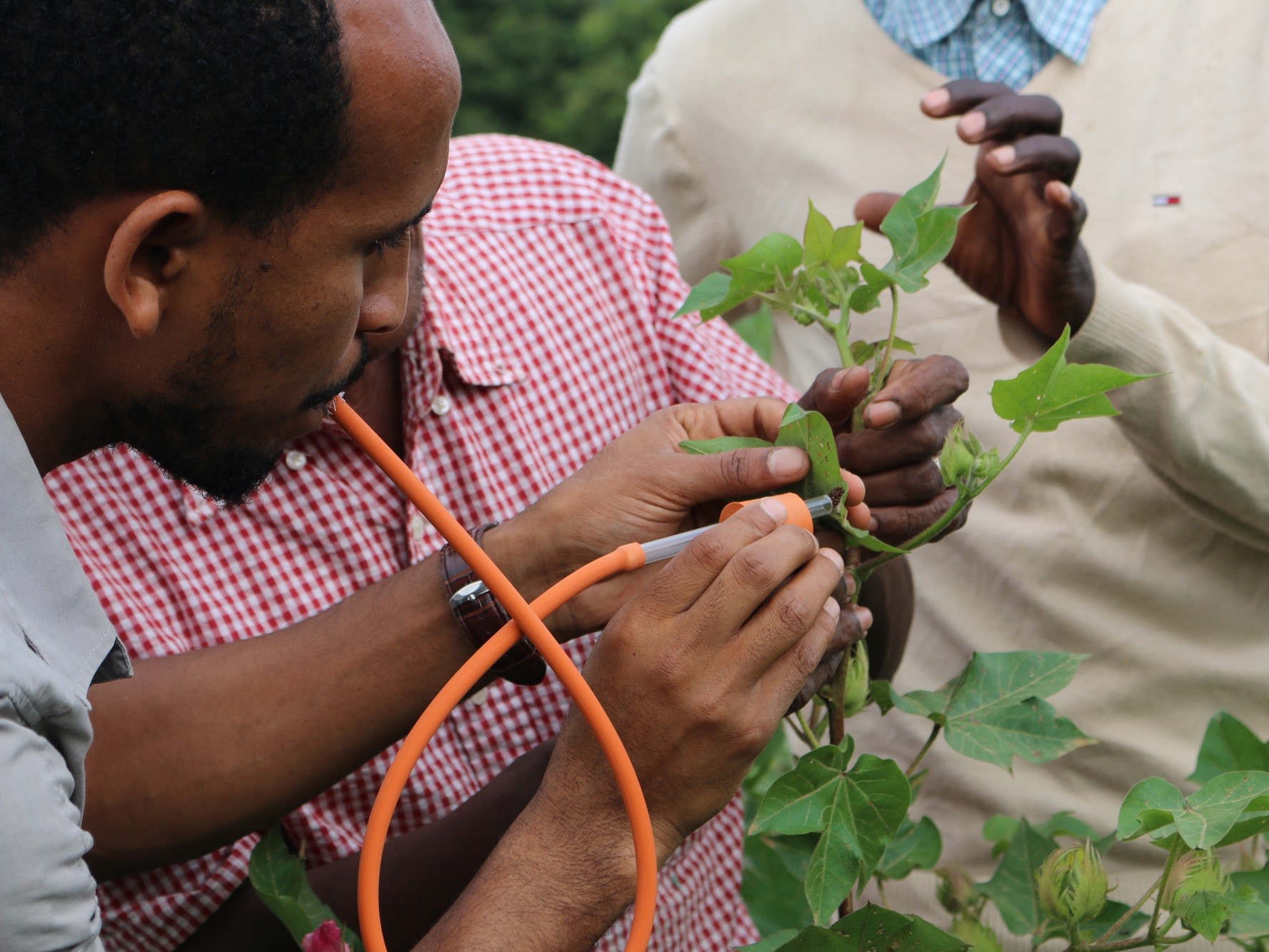 Atalo Belay, PAN Ethiopia, monitoring pest numbers in a cotton field. Credit PAN UK.