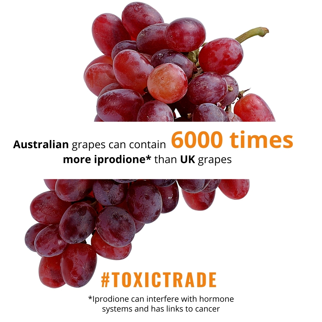 Australian grapes can contain 6000 times more iprodione than UK grapes