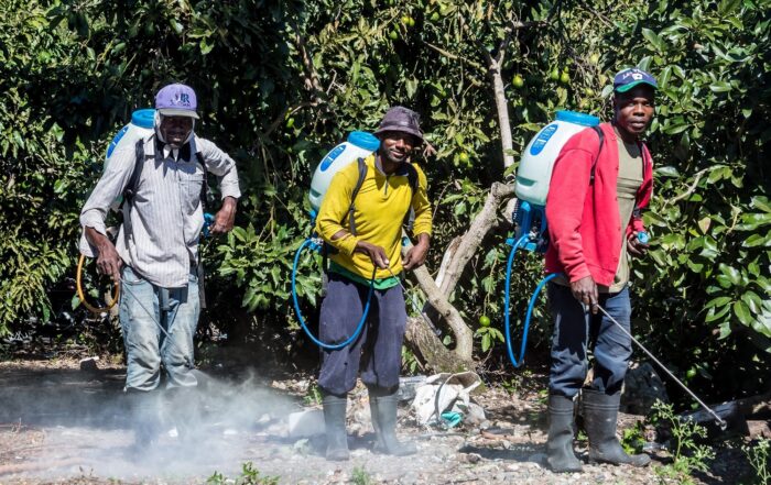Ocoa, dominican republic. Haitian avocado farm workers spraying fields with chemicals and not wearing any protection