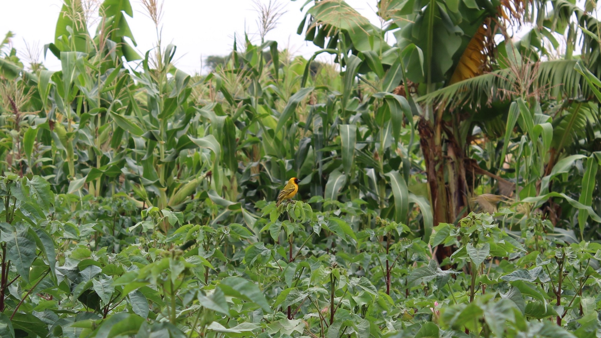 Maize and banana planted alongside cotton for increased food security