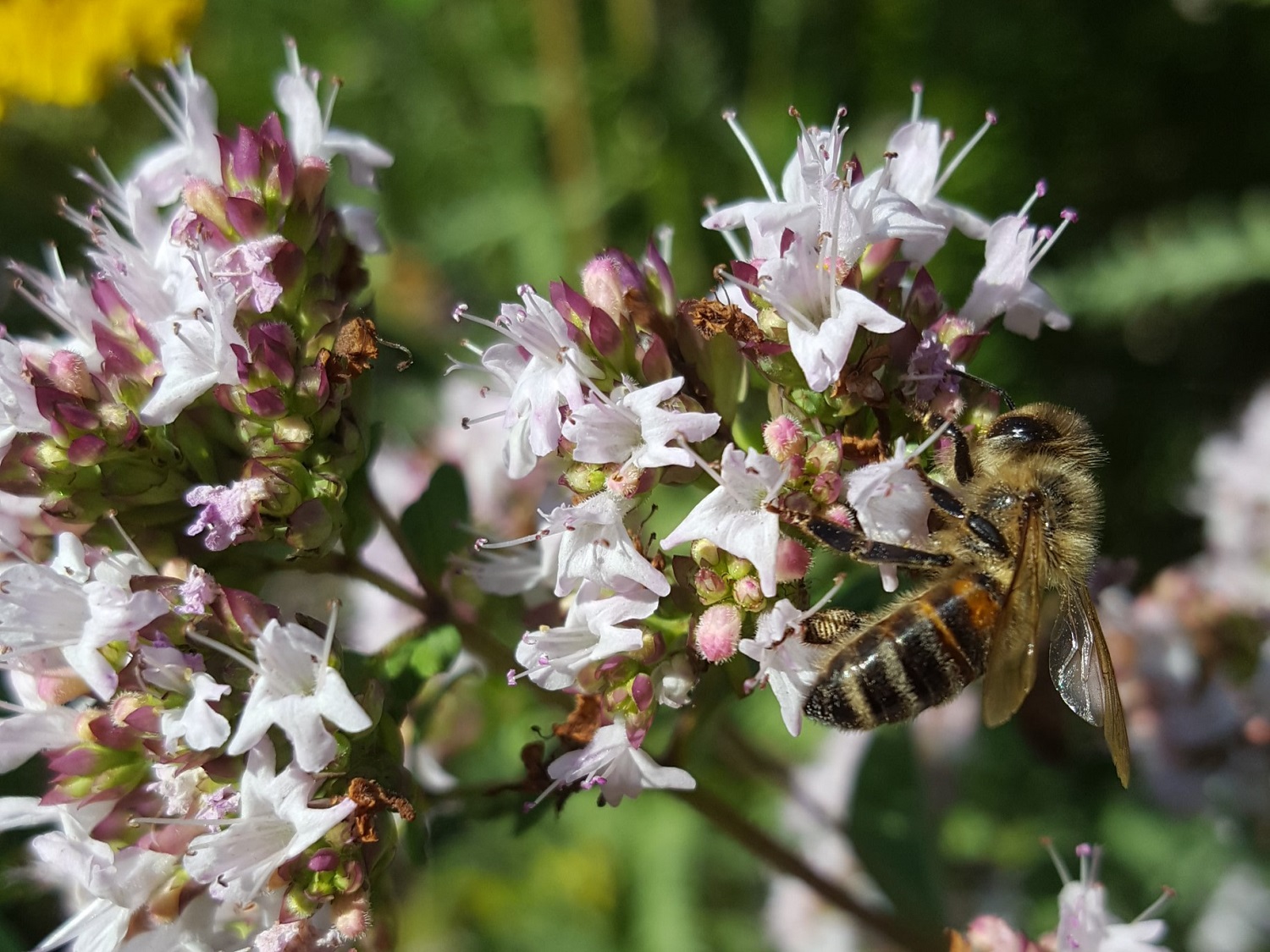 Bee on wild marjoram. Credit: PAN UK