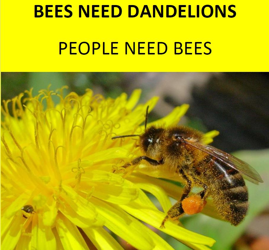 Bees Need Dandelions