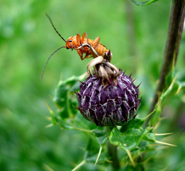 Beetle on a thistle