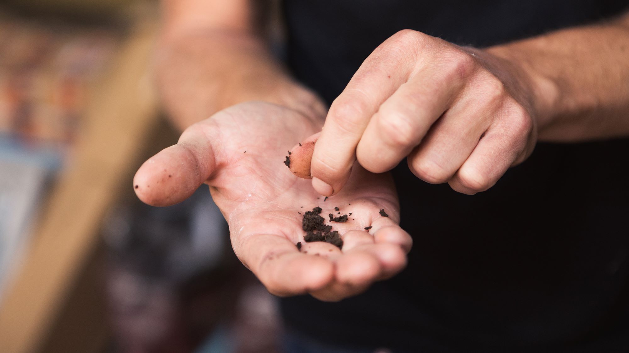 Ben is using biodynamic principles in his vineyard at Tillingham