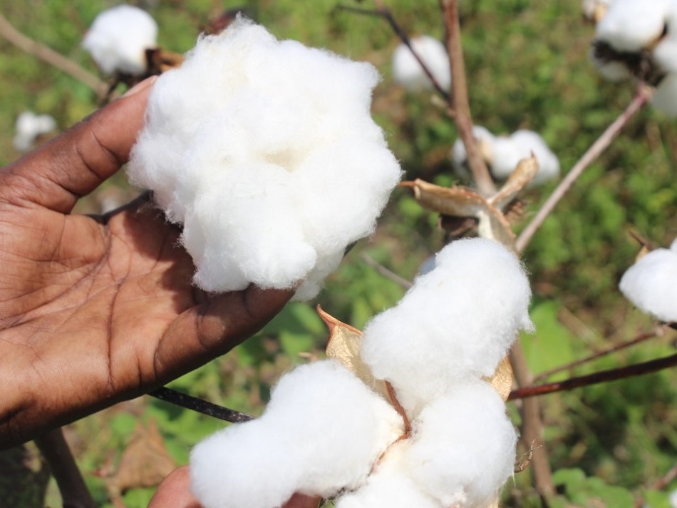 4,188 cotton farmers certified as organic