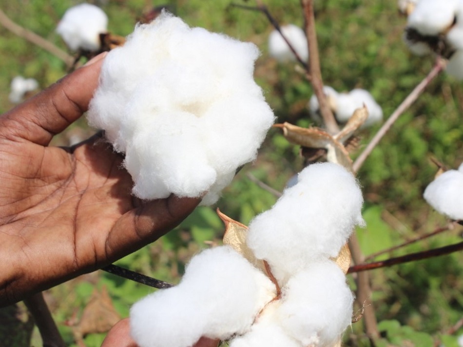 4,188 cotton farmers certified as organic 4,188 cotton farmers certified as organic