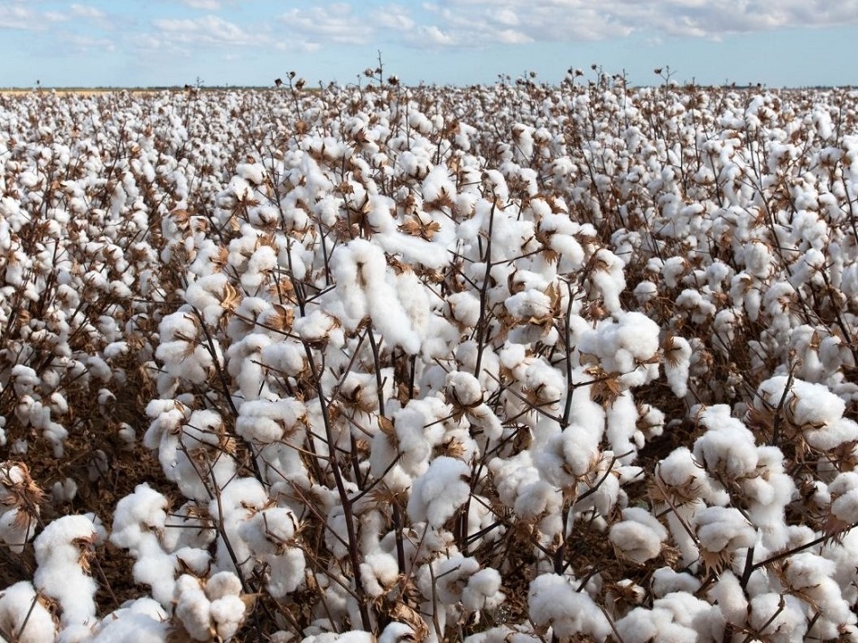 66% higher revenue on organic cotton