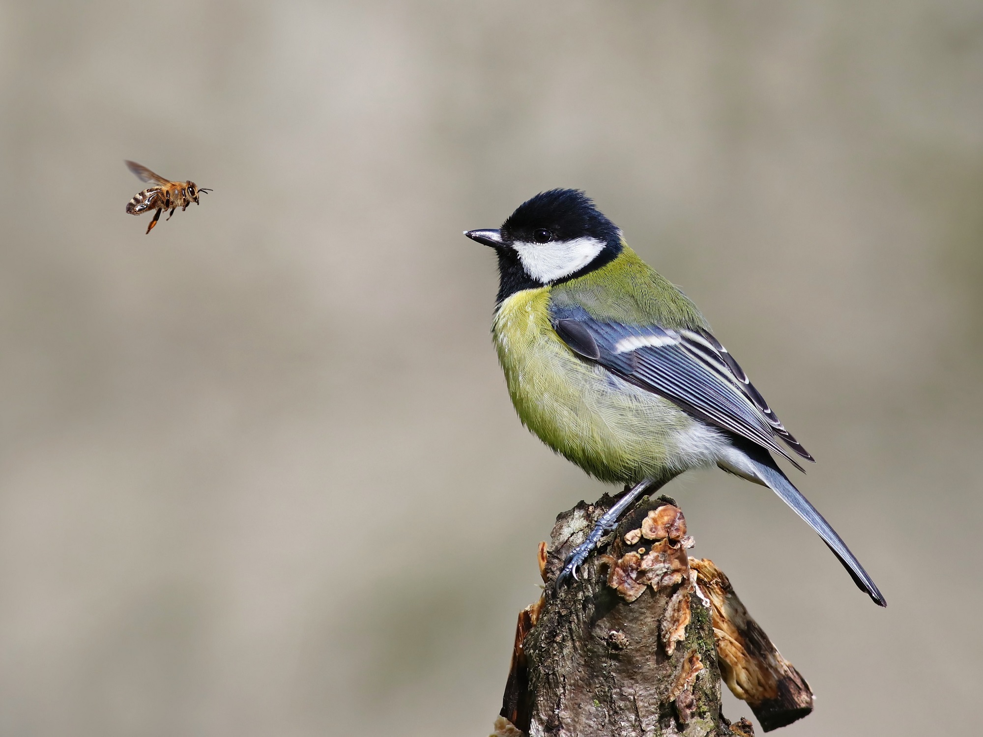 International Biodiversity Day 2021