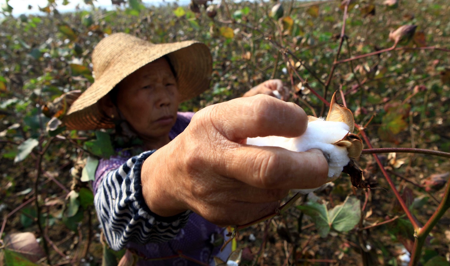 Chinese cotton picker working in field