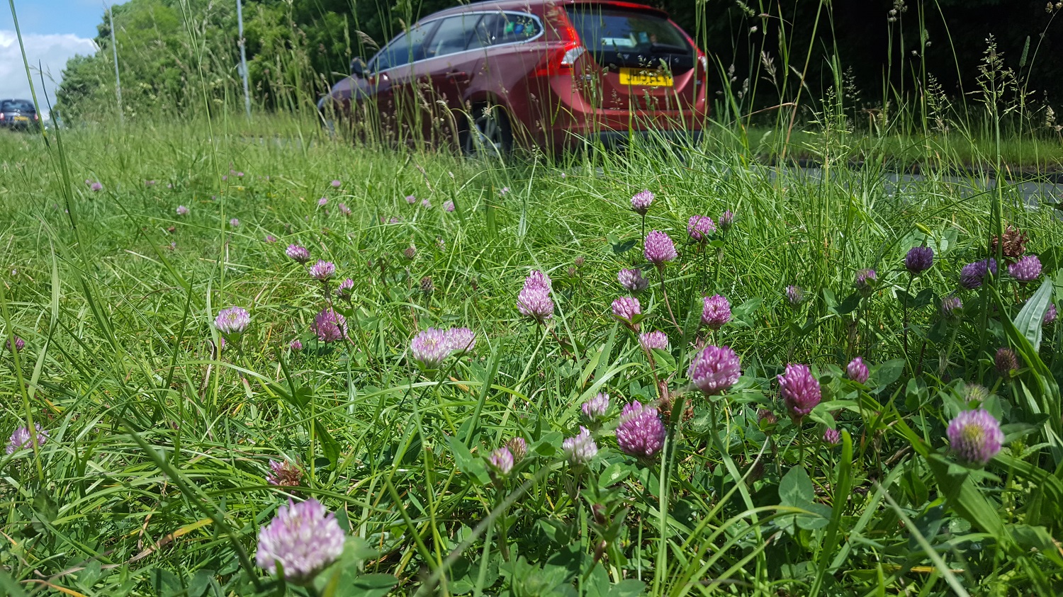 Clover on verge in Pesticide-Free Lewes