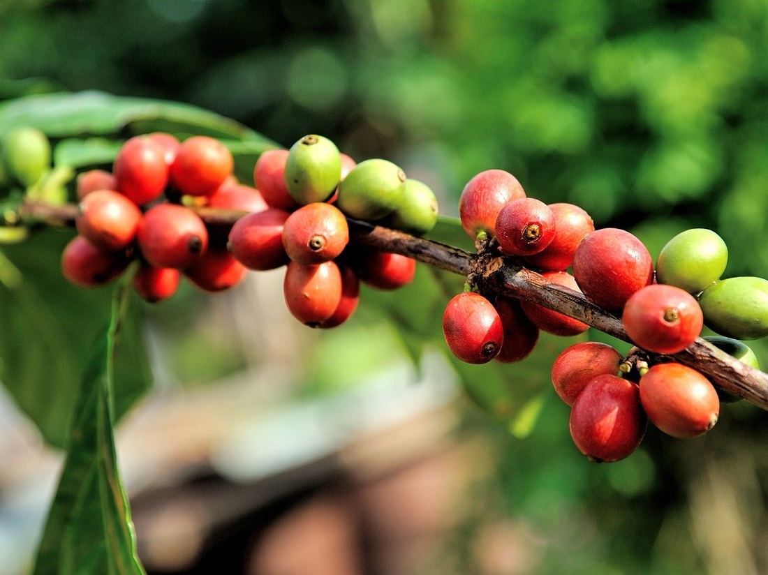 Ending paraquat use in growing coffee