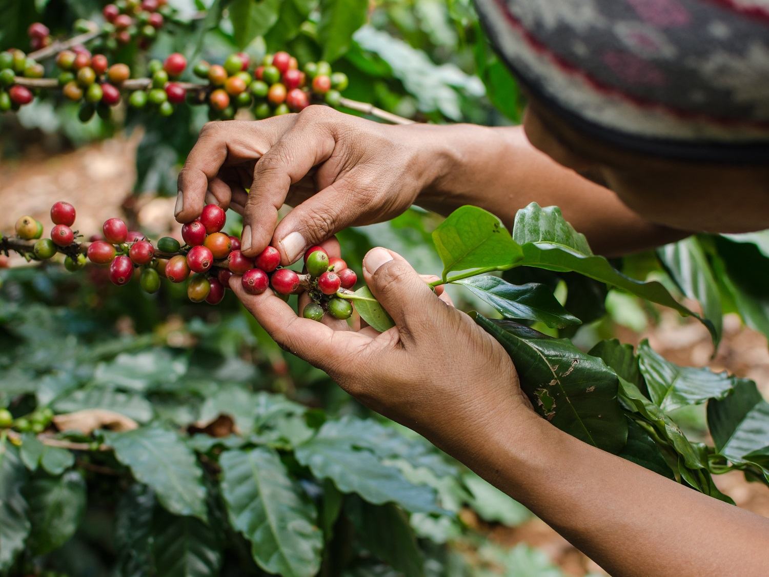 Picking coffee berries. Credit: Shutterstock