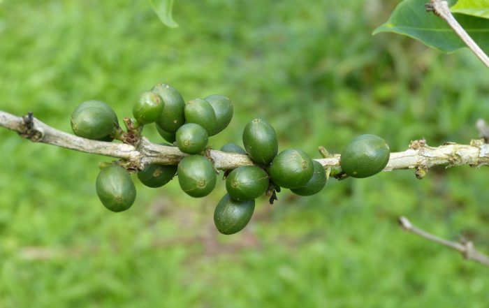 Making use of Beauveria biopesticides as part of IPM strategies for Coffee Berry Borer