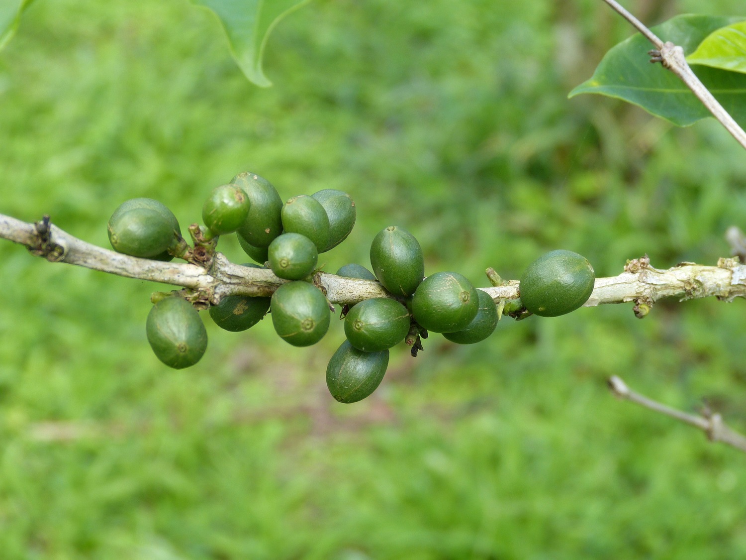 Beauveria biopesticides as part of IPM for Coffee Berry Borer (Case
