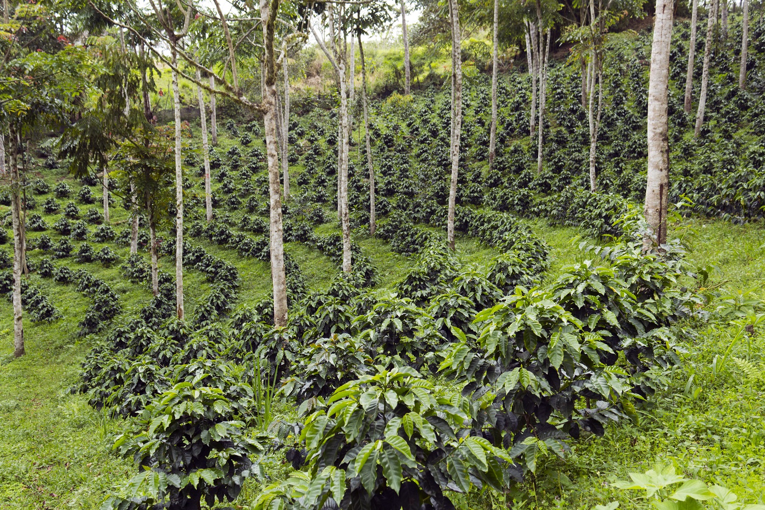 Coffee bushes in a shade-grown organic coffee plantation on the western slopes of the Andes in Ecuador