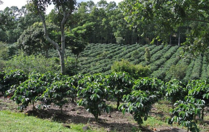 Risks of inappropriate use of glyphosate in coffee groves