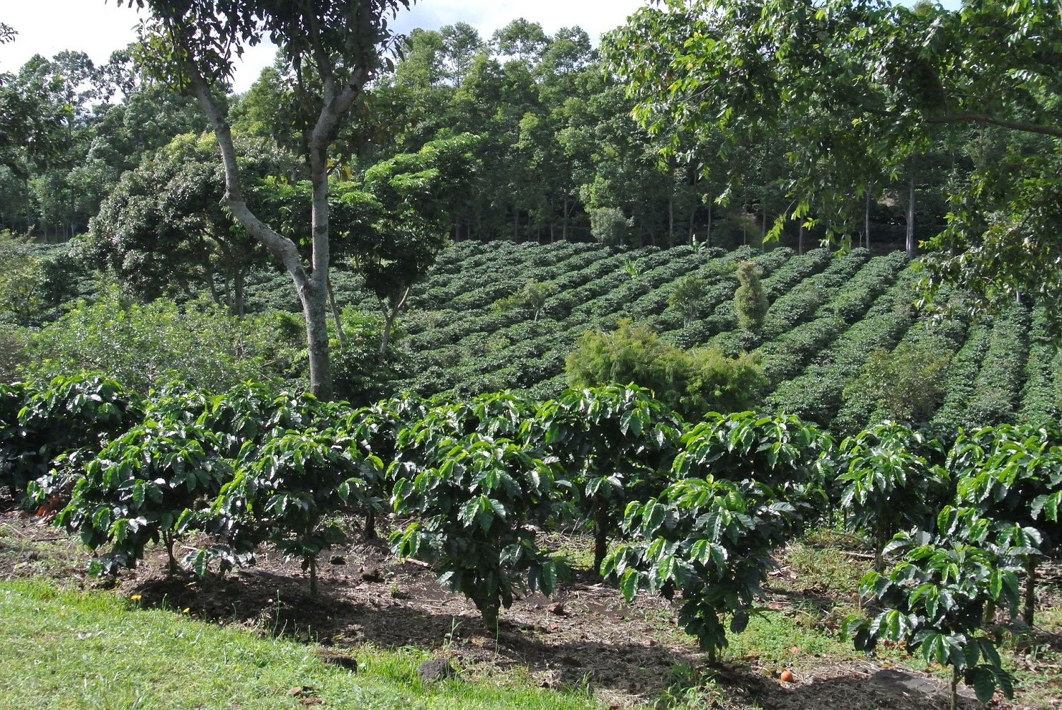 Risks of inappropriate use of glyphosate in coffee groves