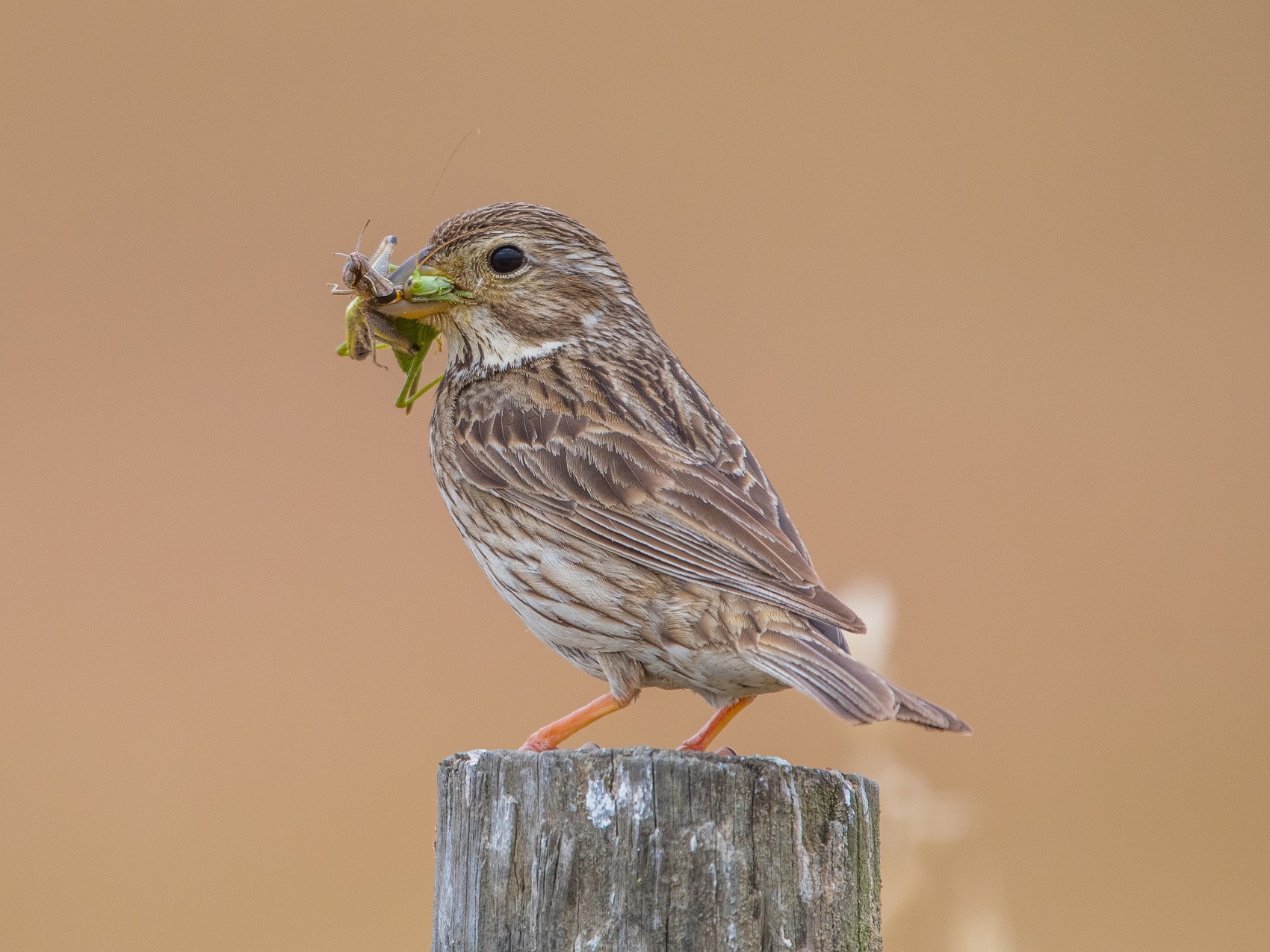 Corn bunting eating insects - Shutterstock