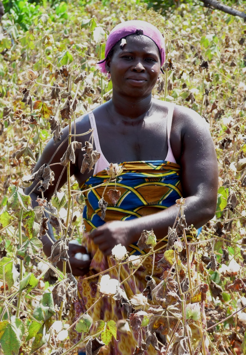 Cotton Picker in Benin - Pesticide Action Network UK