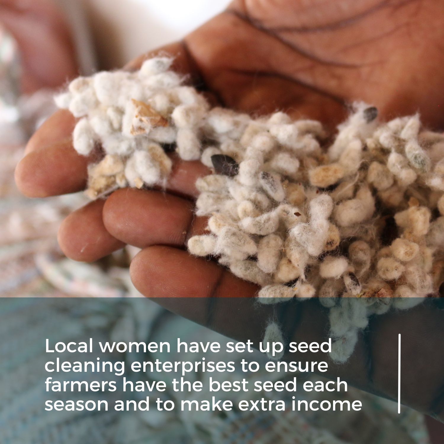 Women have set up cotton seed cleaning enterprises in Ethiopia