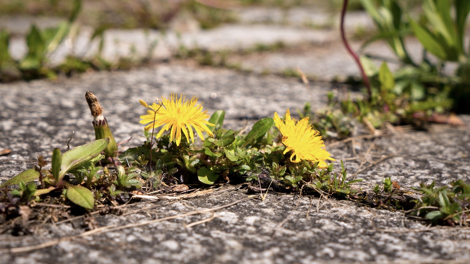 Dandelion on pavement - by Floki at Shutterstock