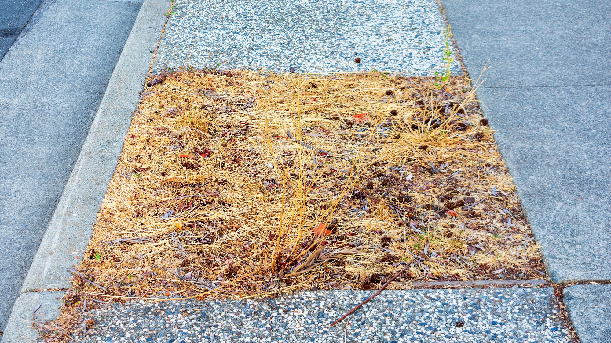 A tree pit that has been sprayed with weedkiller