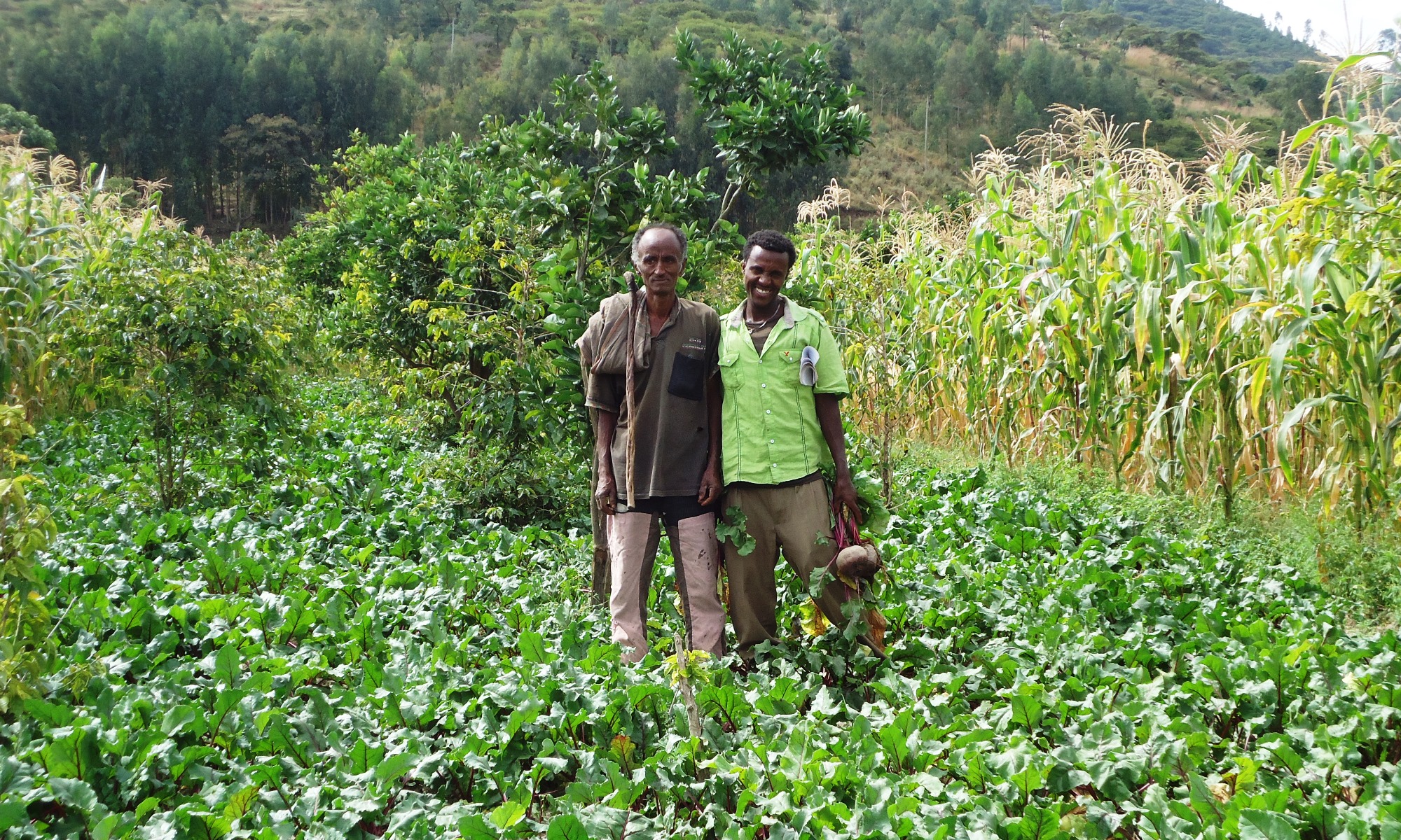 Encouraging organic agriculture in Ethiopia through the Ecological Organic Agriculture initiative