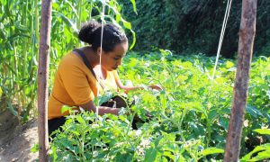 Encouraging organic agriculture in Ethiopia