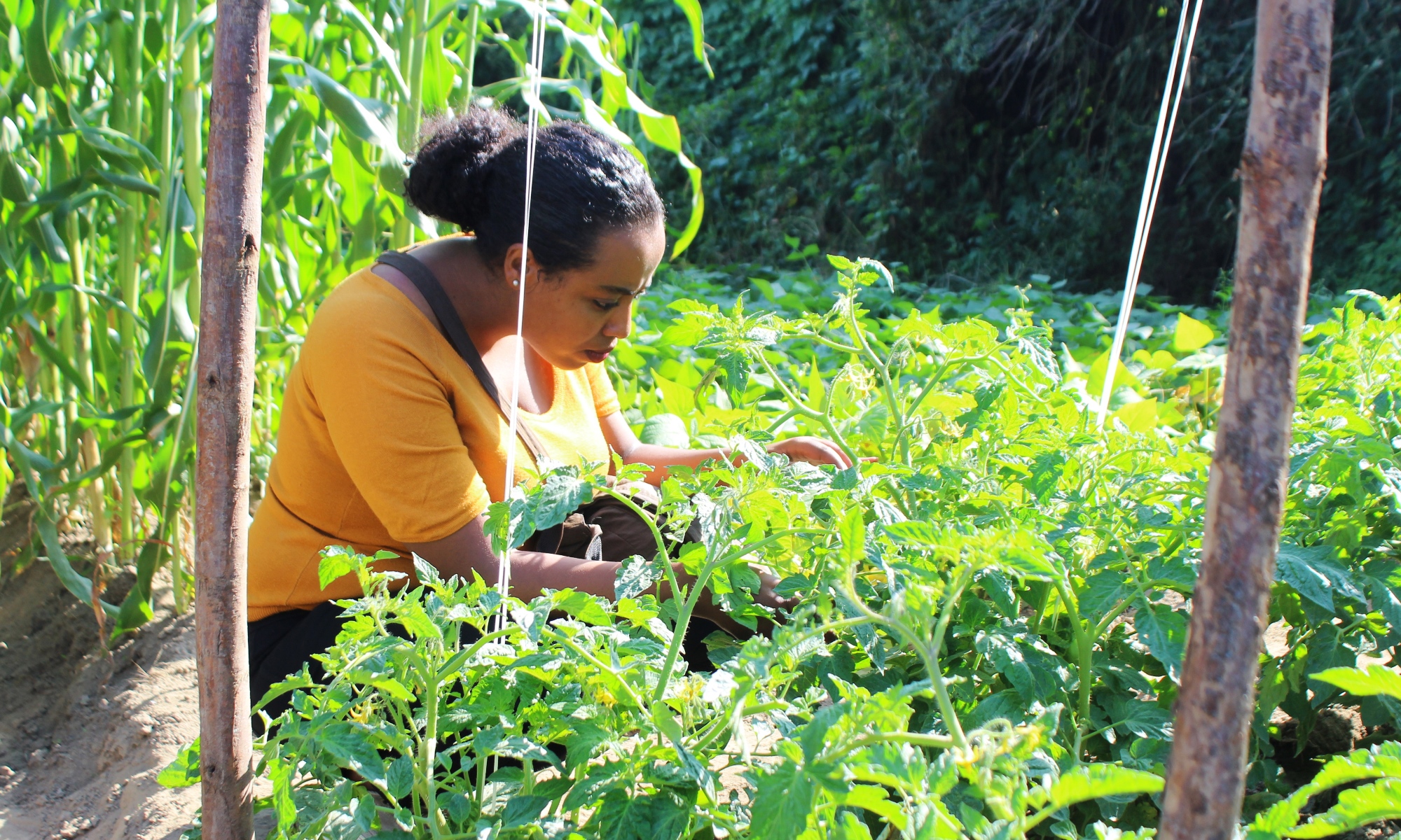 Encouraging organic agriculture in Ethiopia through the Ecological Organic Agriculture initiative