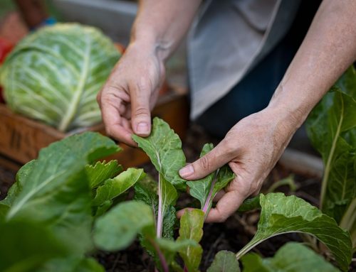 Huge win for health and environment as UK agrees to align with EU pesticide standards in reset deal