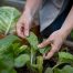 A close-up of a pair of hands checking and harvesting crops in a field.