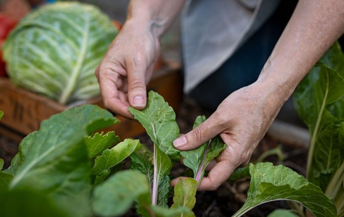 A close-up of a pair of hands checking and harvesting crops in a field.